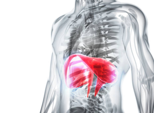 istock 3D illustration of Diaphragm, medical concept. 805552898