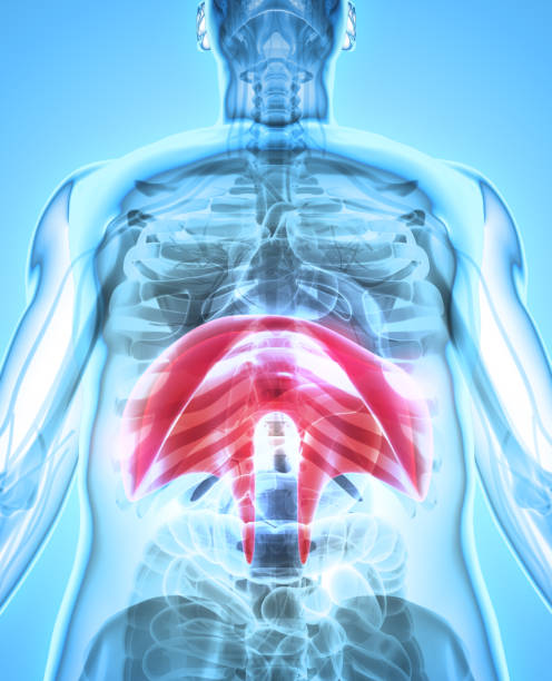 istock 3D illustration of Diaphragm, medical concept. 805552986