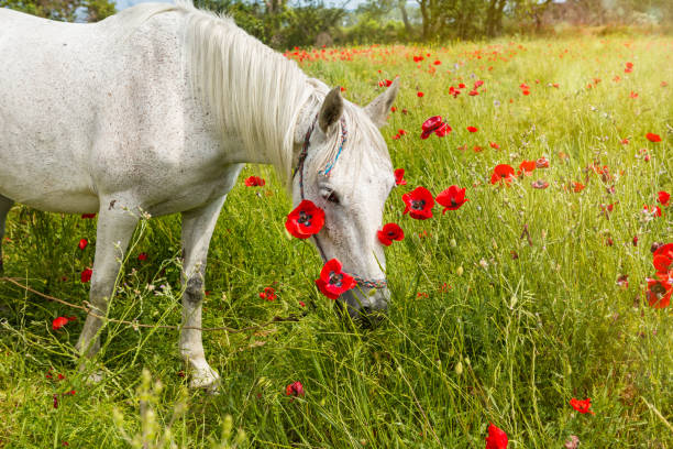 istock White horse amongst the poppies 805554338