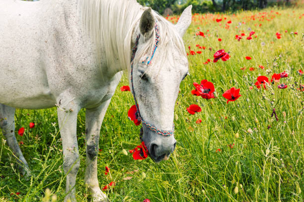 istock White horse amongst the poppies 805557162