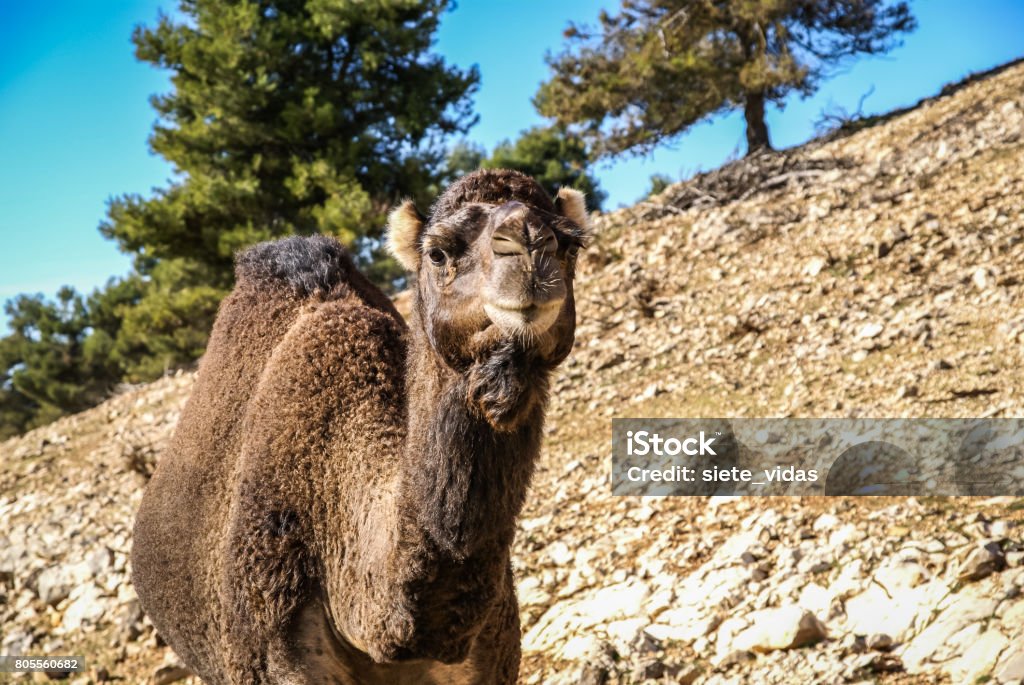 Portrait Of A Big Shaggy Red Camel Stock Photo - Download Image Now - Animal,  Animal Body Part, Animal Head - iStock