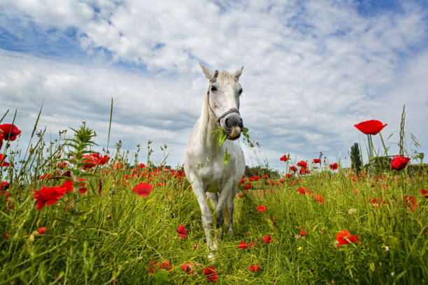 istock White horse amongst the poppies 805561052