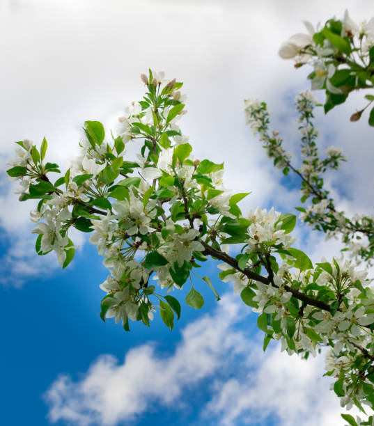 istock Branch of Apple tree. Beautiful white flowers. 805562790