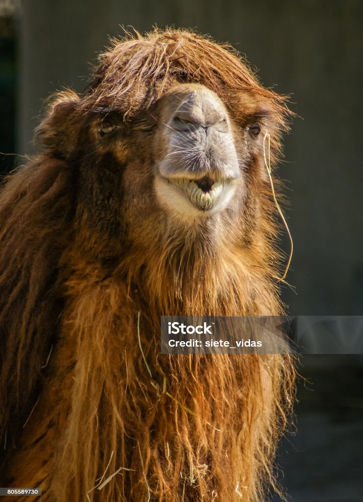 Portrait Of A Big Shaggy Red Camel Stock Photo - Download Image Now - Animal,  Animal Body Part, Animal Head - iStock