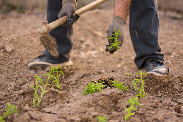 istock Close up view of a farmer at work. 805655554