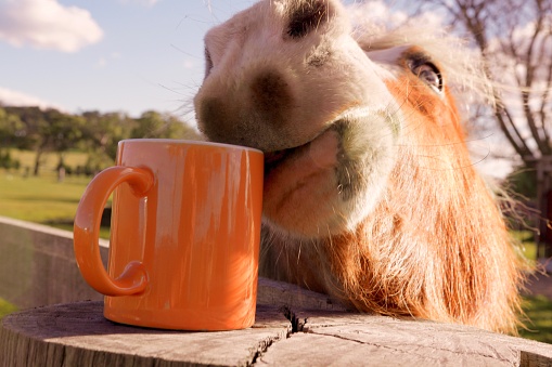 Funny image showing Brown horse head trying to taste an orange cup so that it appears the horse is drinking coffee.