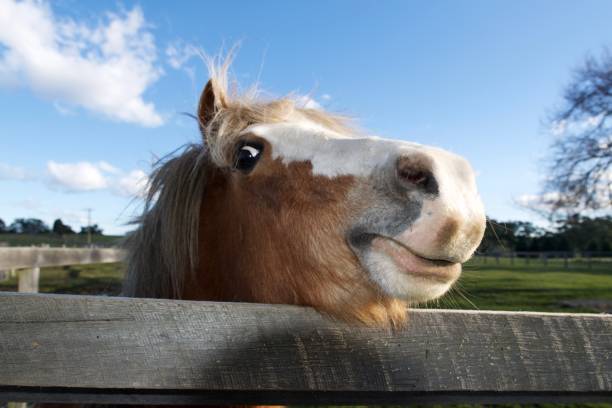 istock Happy horse 805663478