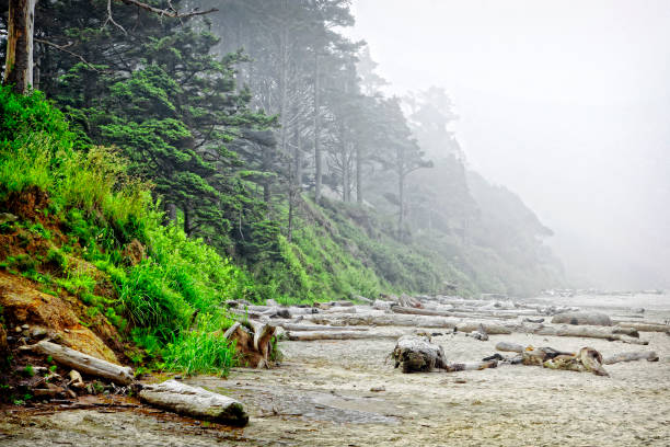 The rugged Oregon coast at the Arcadia State Recreation Site (one mile south of Cannon Beach) lies still in the heavy morning fog and mist of the pacific northwest.