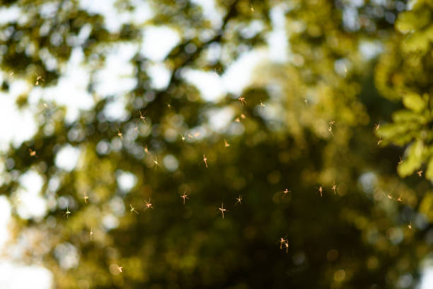 istock Daddy long legs mosquito swarm in England 805687362