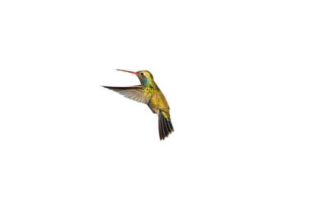 istock Broadbilled hummingbird on a white background. 805696656