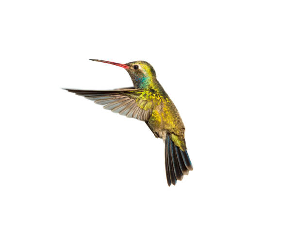Broadbilled hummingbird on a white background.