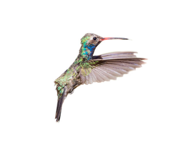 istock Broadbilled hummingbird on a white background. 805708962
