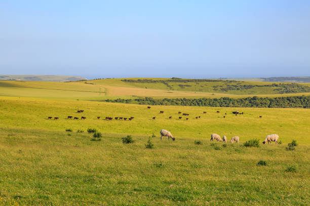 istock Looking towards the coast over a green landscape 805709720