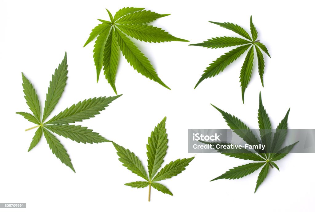 Marijuana leaves isolated on white background Marijuana cannabis leaves isolated on white background Hemp Stock Photo