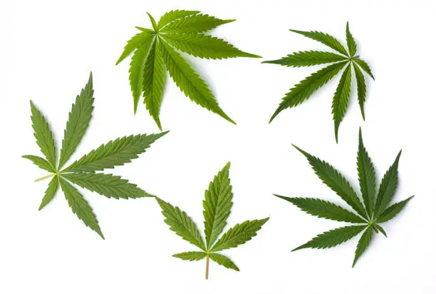 Marijuana cannabis leaves isolated on white background