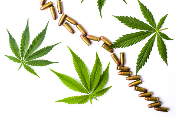 liście marihuany i metalowe kule odizolowane - addiction ammunition weapon army zdjęcia i obrazy z banku zdjęć