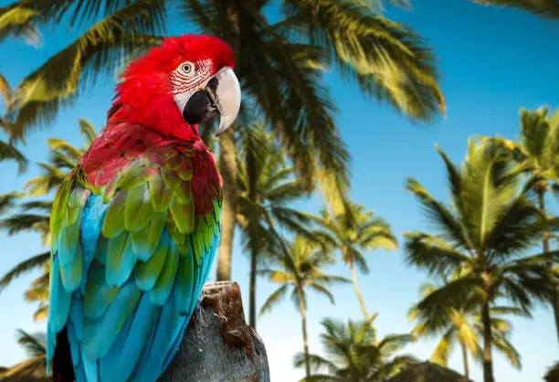 Photo of Red Macaw on the nature
