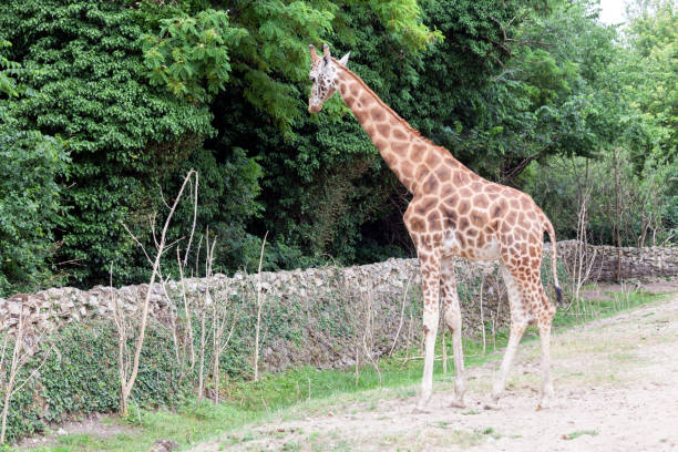 istock The giraffe is looking for food on the trees 805712140