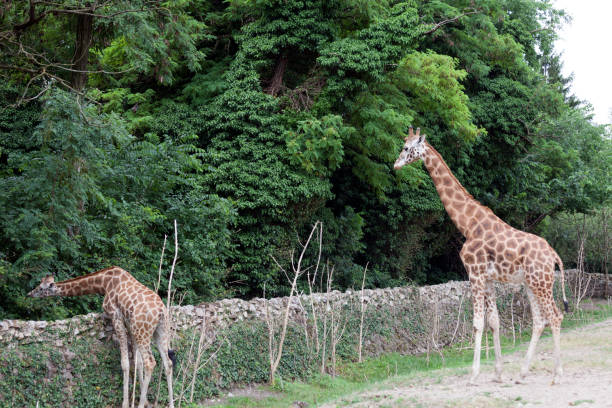 istock Two giraffes look for food on the trees 805712170