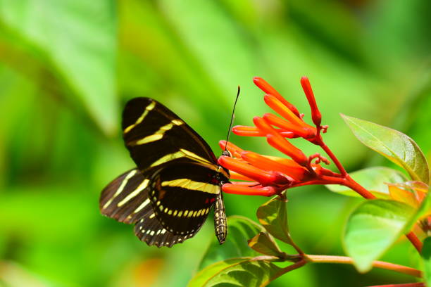 istock Side view macro of Zebra Longwing butterfly on flowering Fire Bush 805715056