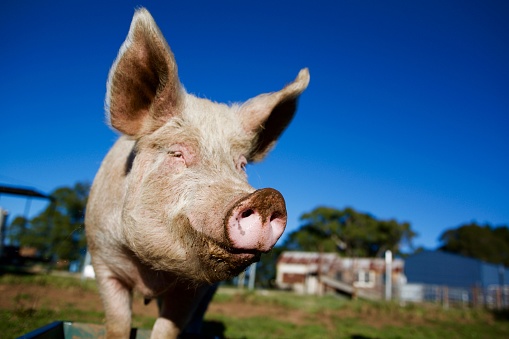 Close up of pink pig snout with blue sky on a farm with happy expression