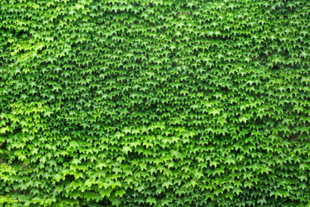 istock green leafs foliage full frame texture background vine garden wall 805729276