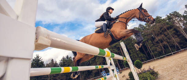 istock Jump on a horse over the hurdle 805733398