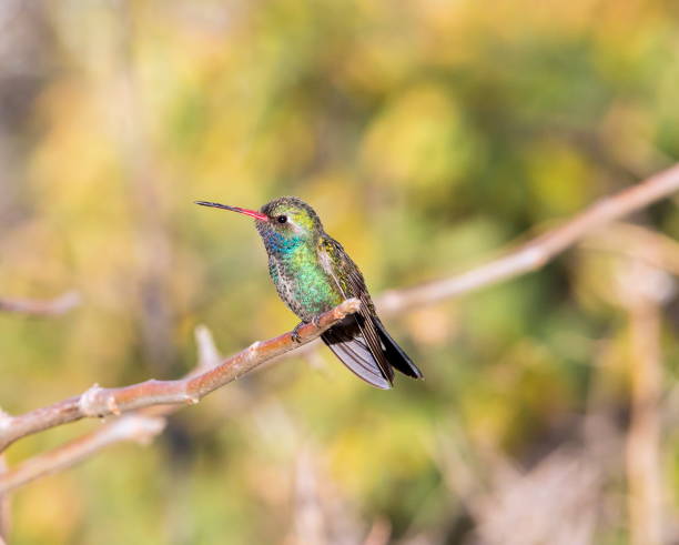 istock Broadbilled hummingbird in a Mexican landscape.. 805734674