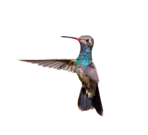 istock Broadbilled hummingbird on a white background. 805734780