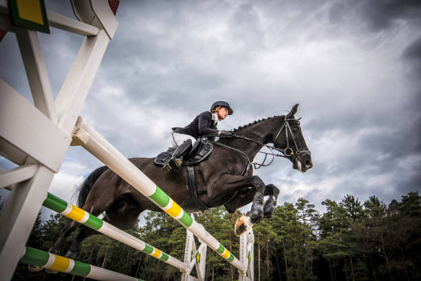 istock Jump on a horse over the hurdle 805735106