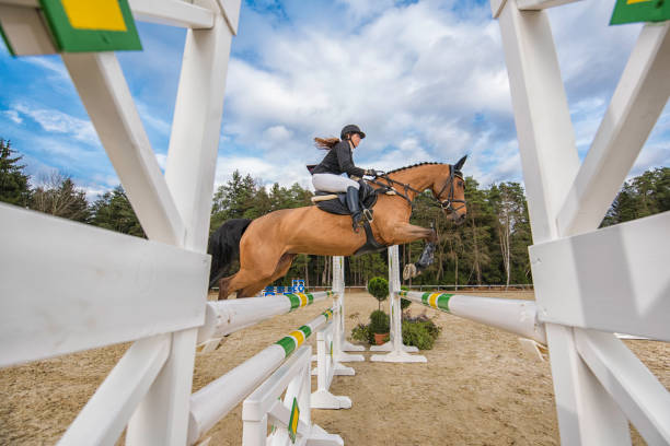 istock Jump on a horse over the hurdle 805739238