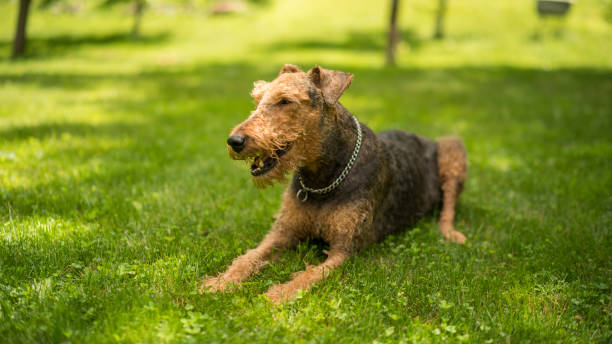 istock The lazy Airedale Terrier dog lying down and resting on the grass 805743940
