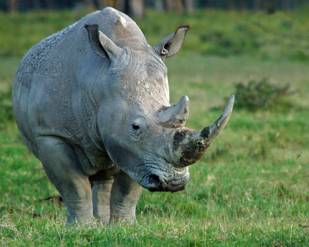 istock The White Rhinoceros 805750218