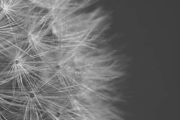 istock spring macro dandelion pistils as black and white abstract background highlighted 805765384