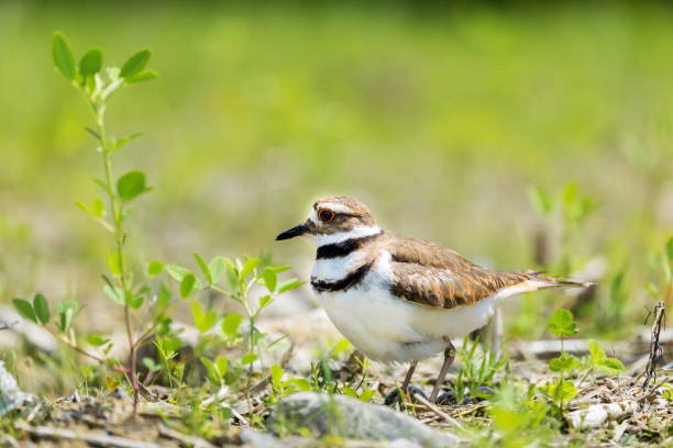istock Killdeer in close proximity to its nest on the ground. 805765524