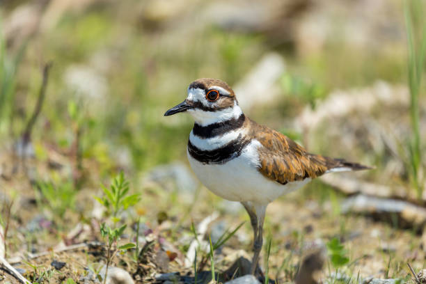 istock Killdeer in close proximity to its nest on the ground. 805775874