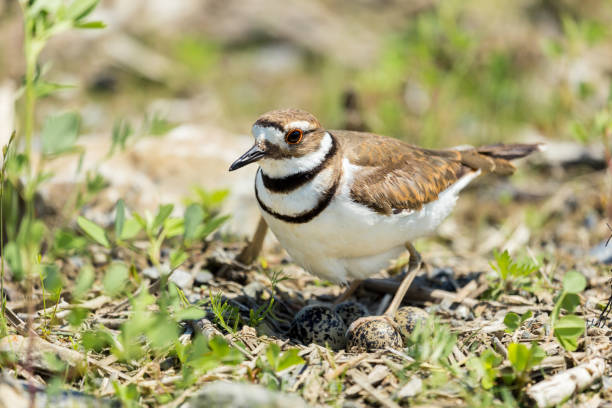 istock Killdeer in close proximity to its nest on the ground. 805776292