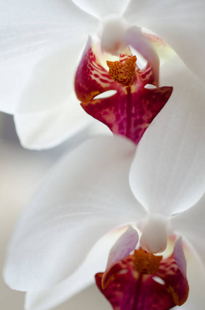 Two flowers of white orchid with red fragments stock photo