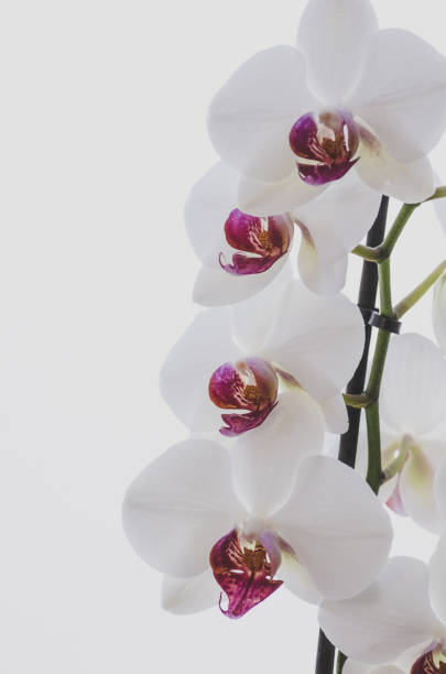phalaenopsis orchid on a light background stock photo