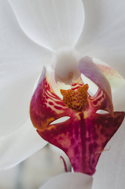 Macro flower red orchid, Orchid flower bud closeup stock photo