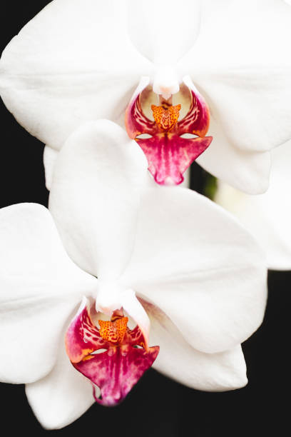 orchid flowers on black background stock photo