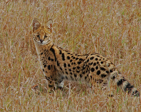 The serval, also known as the tierboskat, is a wild cat found in Africa. The serval is a slender, medium-sized cat.  It is characterized by a small head, large ears, a golden-yellow to buff coat spotted and striped with black, and a short, black-tipped tail. The serval has the longest legs of any cat relative to its body size. This will make a great photograph for your family room or office.
