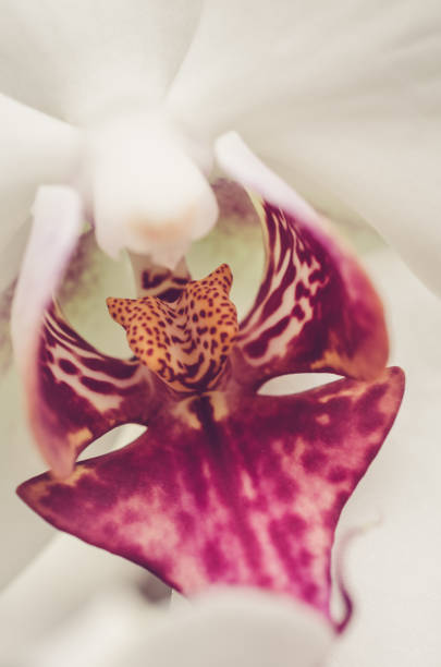 Closeup of beautiful red and white orchid stock photo