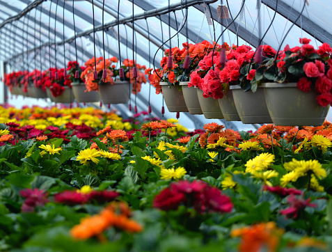 Greenhouse shot showing red yellow and orange gerbera daisies and begonias growing in pots and hanging baskets, horizontal