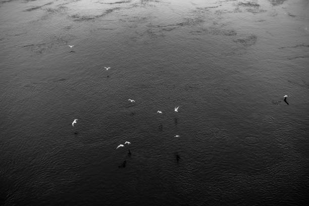 Seagulls flying over the water: the view directly above. Belarus, the Zapadnaya Dvina river, eastern urope