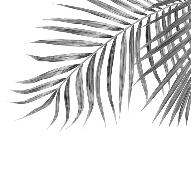 istock black leaves of palm tree on white background 805812076