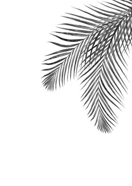 istock black leaves of palm tree on white background 805812092