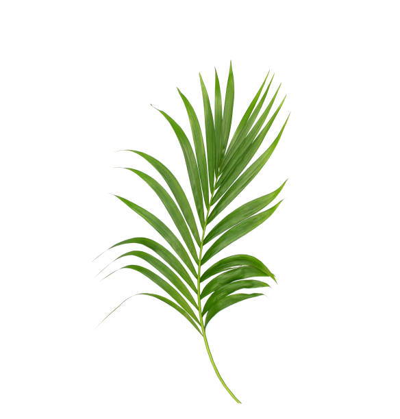 istock Green leaves of palm tree isolated on white background 805812150