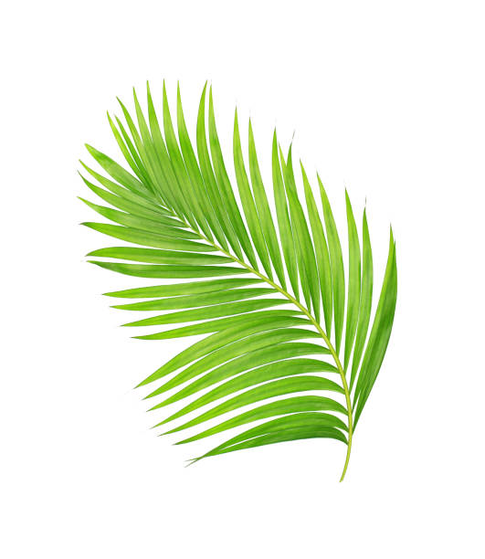 istock green leaves of palm tree isolated on white background 805812174