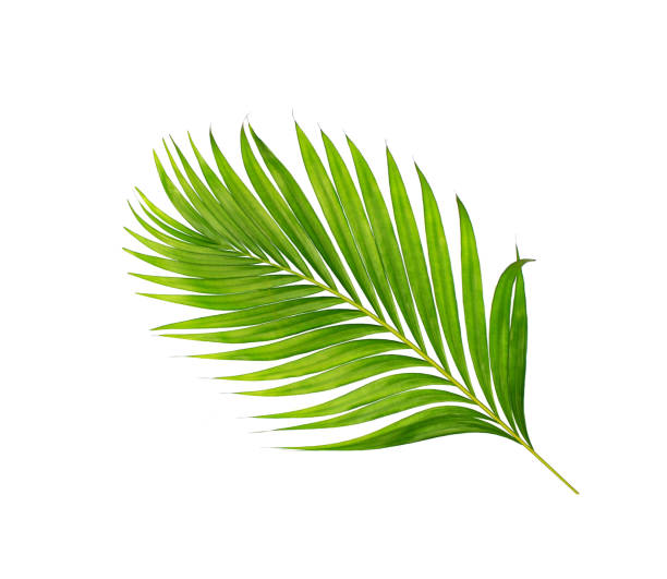 istock green leaves of palm tree isolated on white background 805830346
